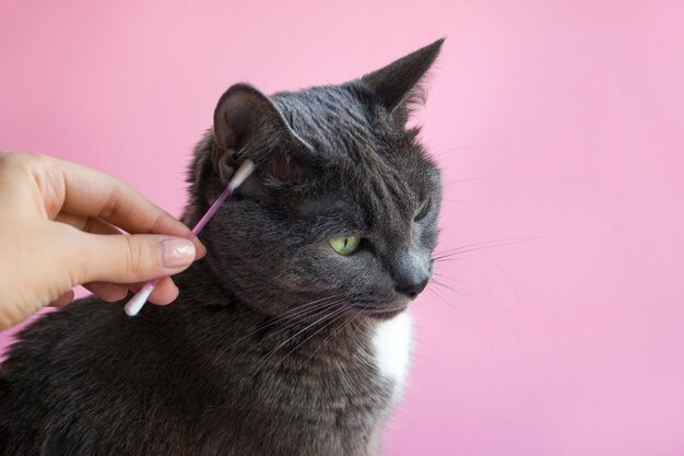 Cat ear cleaning